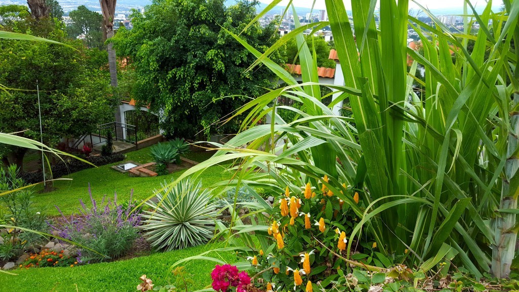 escazu35