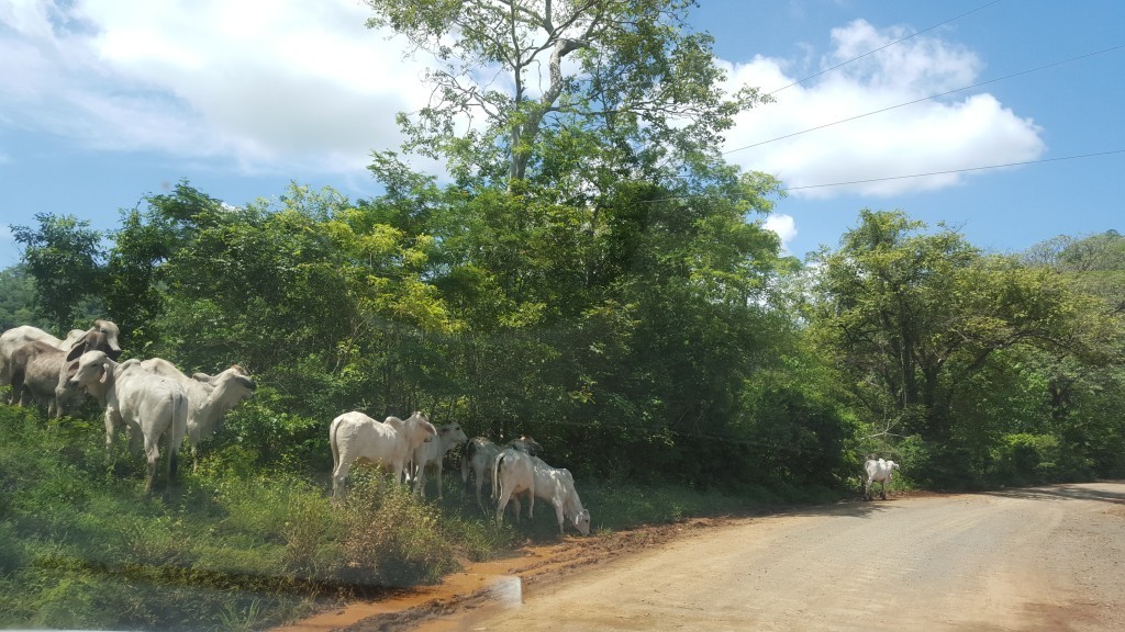 driving to playa del coco
