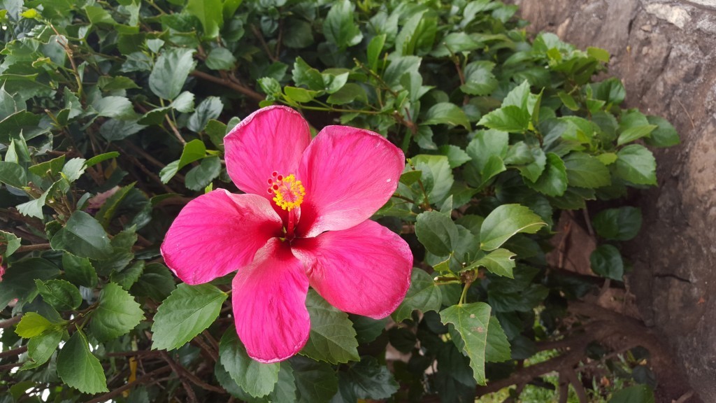 playa del coco plants