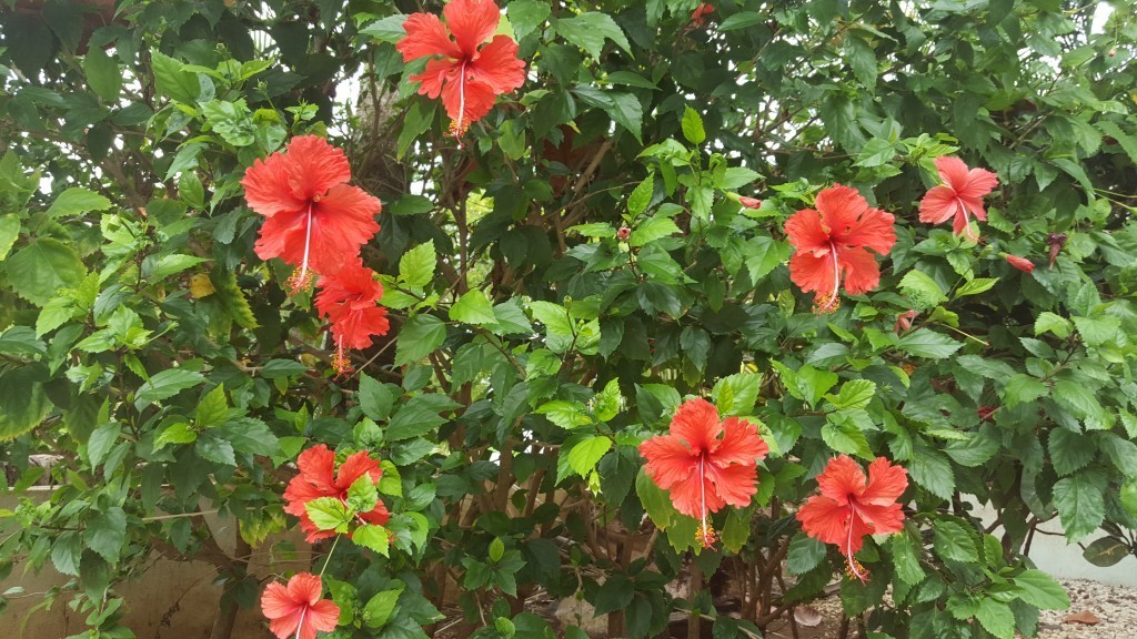 playa del coco plants