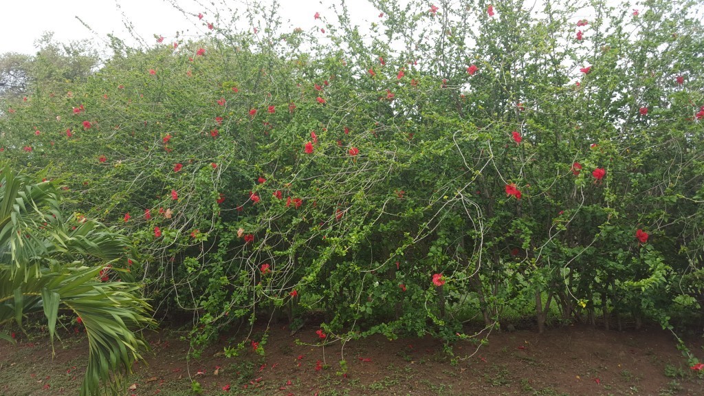 playa del coco plants