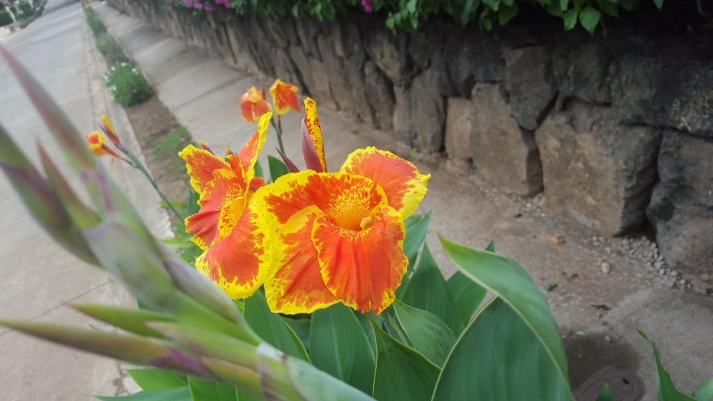playa del coco plants