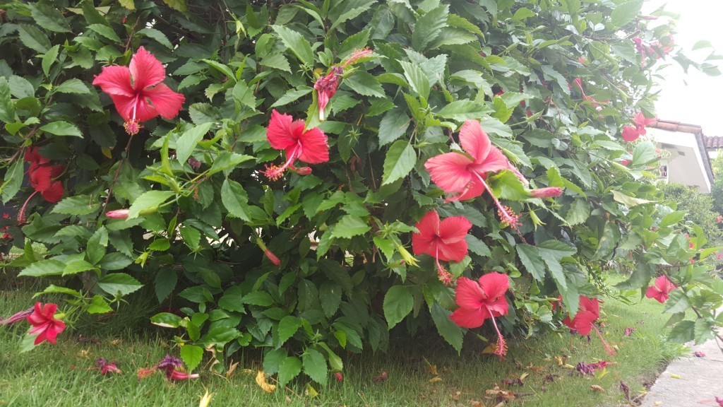 playa del coco plants
