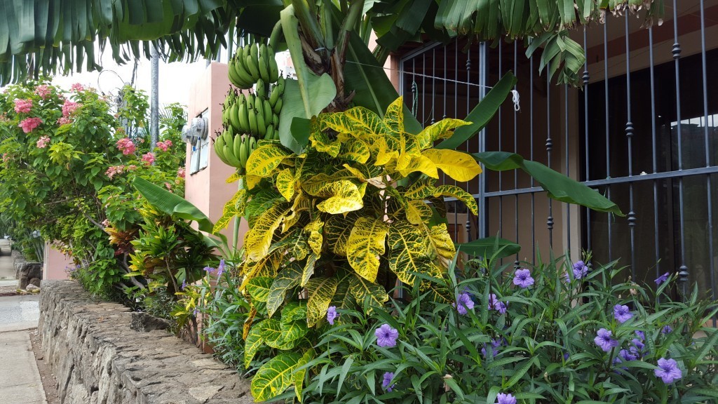 playa del coco plants